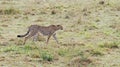 A cheetah patrols its territory