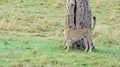 A cheetah patrols its territory