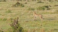 A cheetah patrols its territory