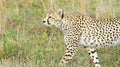 A cheetah patrols its territory