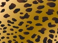 Cheetah pattern