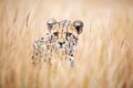 cheetah perfectly camouflaged before the chase begins