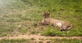 Cheetah photography. Acinonyx jubatus in Cabarceno Royalty Free Stock Photo