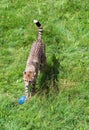 Cheetah playing is a feline inhabiting most of Africa and part of the Middle East