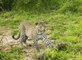 Cheetah playing with log