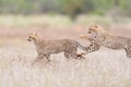 Cheetah playing portrait