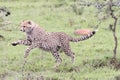 Cheetah playing in the savannah