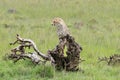 Cheetah playing on a tree trunk in the savannah