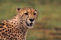 Cheetah Portait Royalty Free Stock Photo