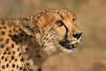 Cheetah portait Royalty Free Stock Photo