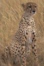 Cheetah Portrait