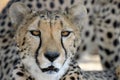 Cheetah portrait Royalty Free Stock Photo