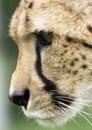 Cheetah Portrait Royalty Free Stock Photo