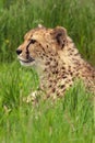 Cheetah Portrait Royalty Free Stock Photo