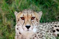 Cheetah portrait