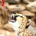 Cheetah portrait Royalty Free Stock Photo