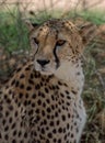 Cheetah portrait