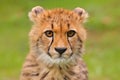 Cheetah, portrait of cute young babe. Close-up detail of fur coat cub. Fastest mammal on the land, Kgalagadi, Botswana. Wildlife