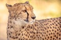 Cheetah portrait