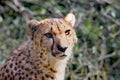 Cheetah Royalty Free Stock Photo