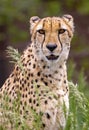 Cheetah