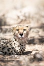 A cheetah Portrait, in the Kgalagadi