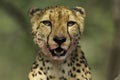 Cheetah Portrait Royalty Free Stock Photo