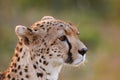 Cheetah portrait Royalty Free Stock Photo