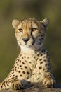 Cheetah Portrait, South Africa Royalty Free Stock Photo