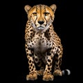 Cheetah Portrait: Striking Symmetry In Petrina Hicks Style