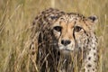 Cheetah portrait in tall grass Royalty Free Stock Photo