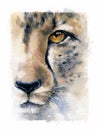 Watercolor cheetah face illustration. Watercolor animal wildlife.