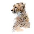 Cheetah Portrait watercolor on white background Royalty Free Stock Photo