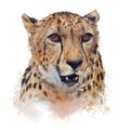 Cheetah Portrait watercolor on white background