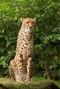 Cheetah posing