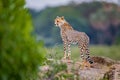 Cheetah posts on top of hill hunting for prey in Kenya Royalty Free Stock Photo