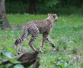 Cheetah potrait Royalty Free Stock Photo