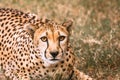 Cheetah, a powerful predator in the animal kingdom, lounging in its natural habitat