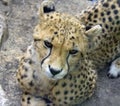 Cheetah predator mammal leopard africa Royalty Free Stock Photo