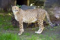 Cheetah predator mammal leopard cat family