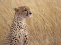 Cheetah profile