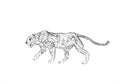 Cheetah prowling. Black line drawing Isolated on light gray background. Hand drawn illustration. Pencil sketch. Profile of African