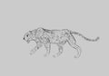 Cheetah prowling. Black line drawing Isolated on light gray background. Hand drawn illustration. Pencil sketch.