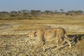 Cheetah prowling on savanna.