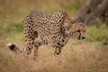 Cheetah prowls through grass with lowered head