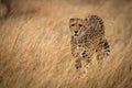 Cheetah prowls through long grass in savannah