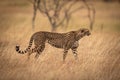 Cheetah prowls past trees in long grass
