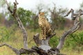 Cheetah in the rain in Kruger National Park in South Africa Royalty Free Stock Photo