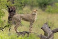 Cheetah in the rain in Kruger National Park in South Africa Royalty Free Stock Photo