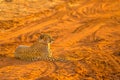 Cheetah in red desert